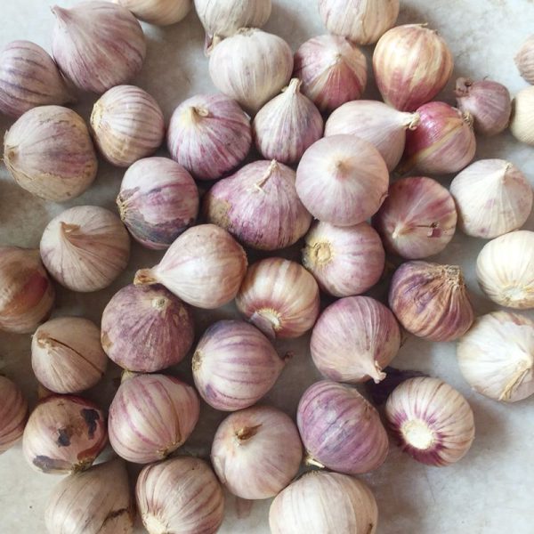 Tỏi Cô đơn 2