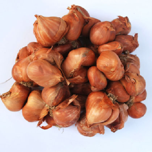 Hành Bắc