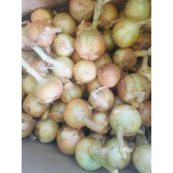 Tây đà Lạt 2